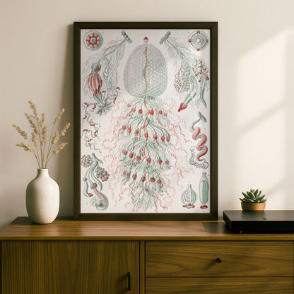 Ernst Haeckel Art Print | Plate 59: Strobulia | Vintage Wall Art Poster
