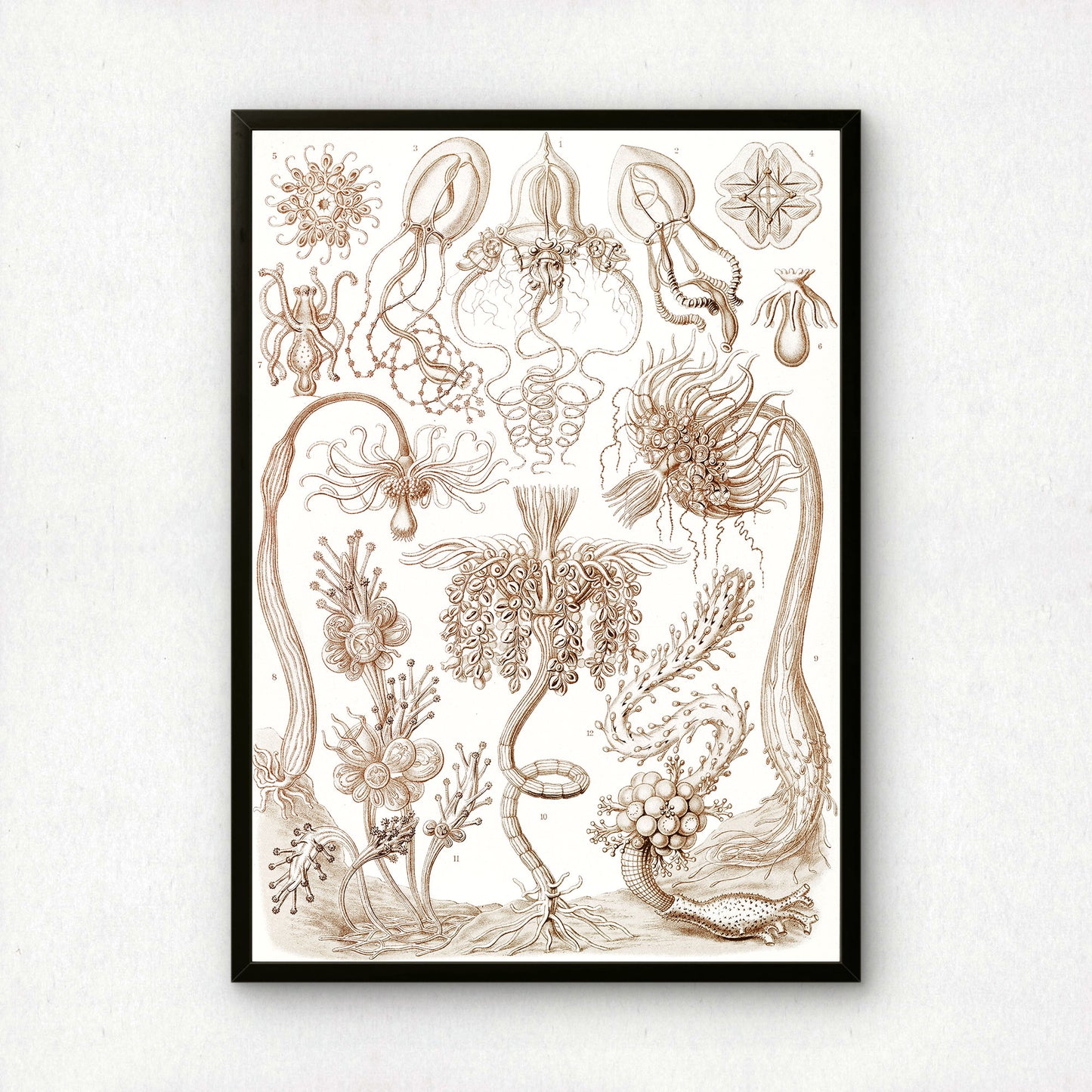 Ernst Haeckel Art Print | Plate 6: Tubuletta | Vintage Wall Art Poster