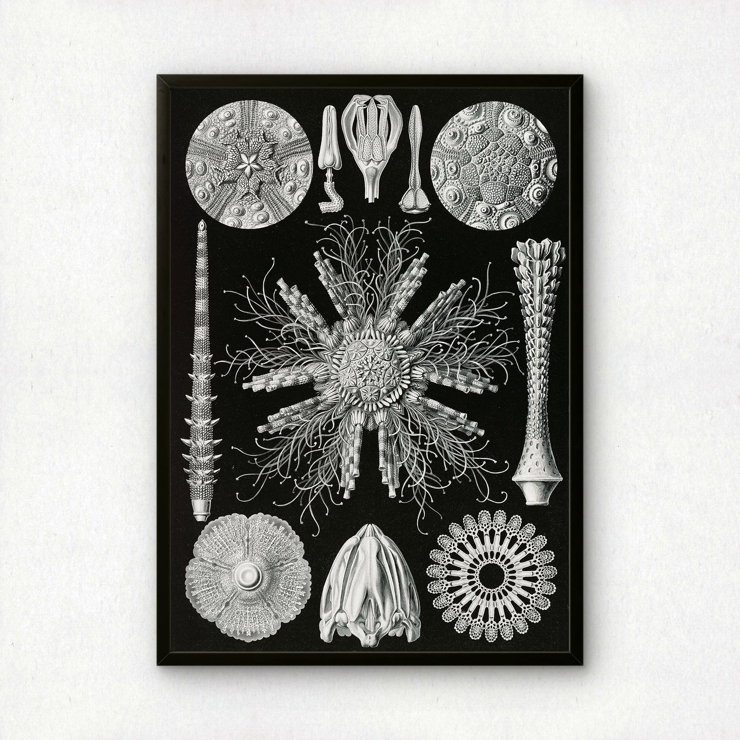 Ernst Haeckel Art Print | Plate 60: Cidaris | Quality Vintage Wall Art Poster