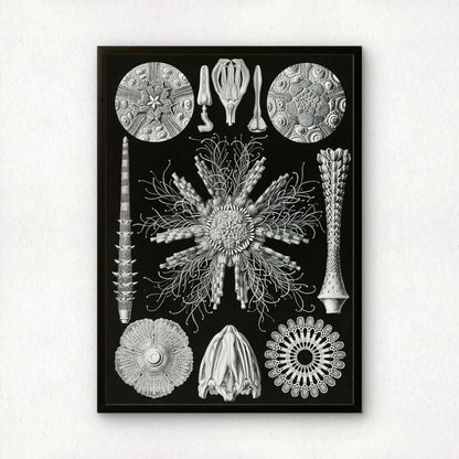 Ernst Haeckel Art Print | Plate 60: Cidaris | Quality Vintage Wall Art Poster