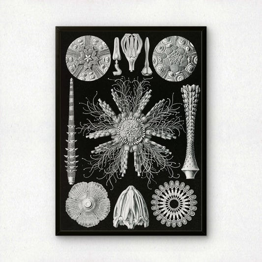Ernst Haeckel Art Print | Plate 60: Cidaris | Quality Vintage Wall Art Poster