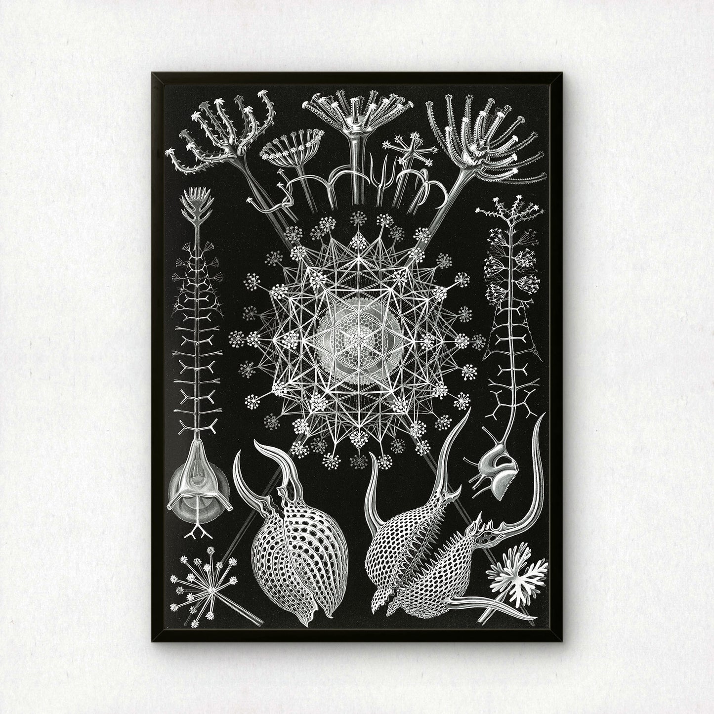 Ernst Haeckel Art Print | Plate 61: Aulographis | Vintage Wall Art Poster