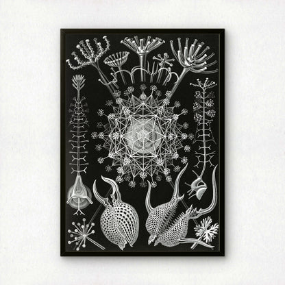 Ernst Haeckel Art Print | Plate 61: Aulographis | Vintage Wall Art Poster