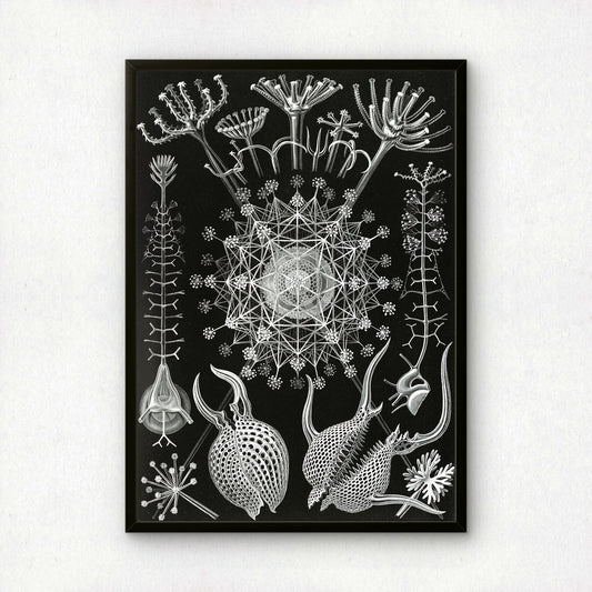 Ernst Haeckel Art Print | Plate 61: Aulographis | Vintage Wall Art Poster
