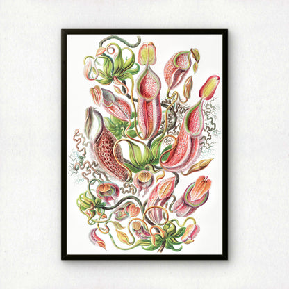 Ernst Haeckel Art Print | Plate 62: Nepenthes | Vintage Wall Art Poster