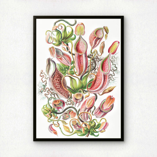 Ernst Haeckel Art Print | Plate 62: Nepenthes | Vintage Wall Art Poster