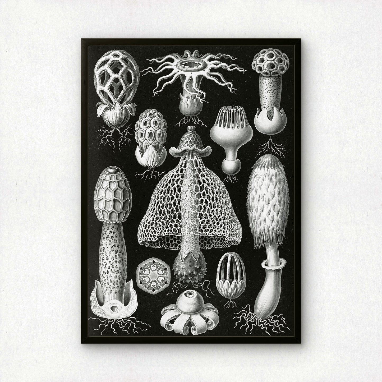 Ernst Haeckel Art Print | Plate 63: Dictyophora | Vintage Wall Art Poster