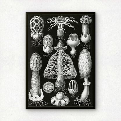 Ernst Haeckel Art Print | Plate 63: Dictyophora | Vintage Wall Art Poster