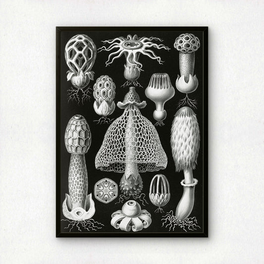 Ernst Haeckel Art Print | Plate 63: Dictyophora | Vintage Wall Art Poster