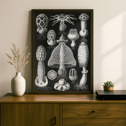 Ernst Haeckel Art Print | Plate 63: Dictyophora | Vintage Wall Art Poster