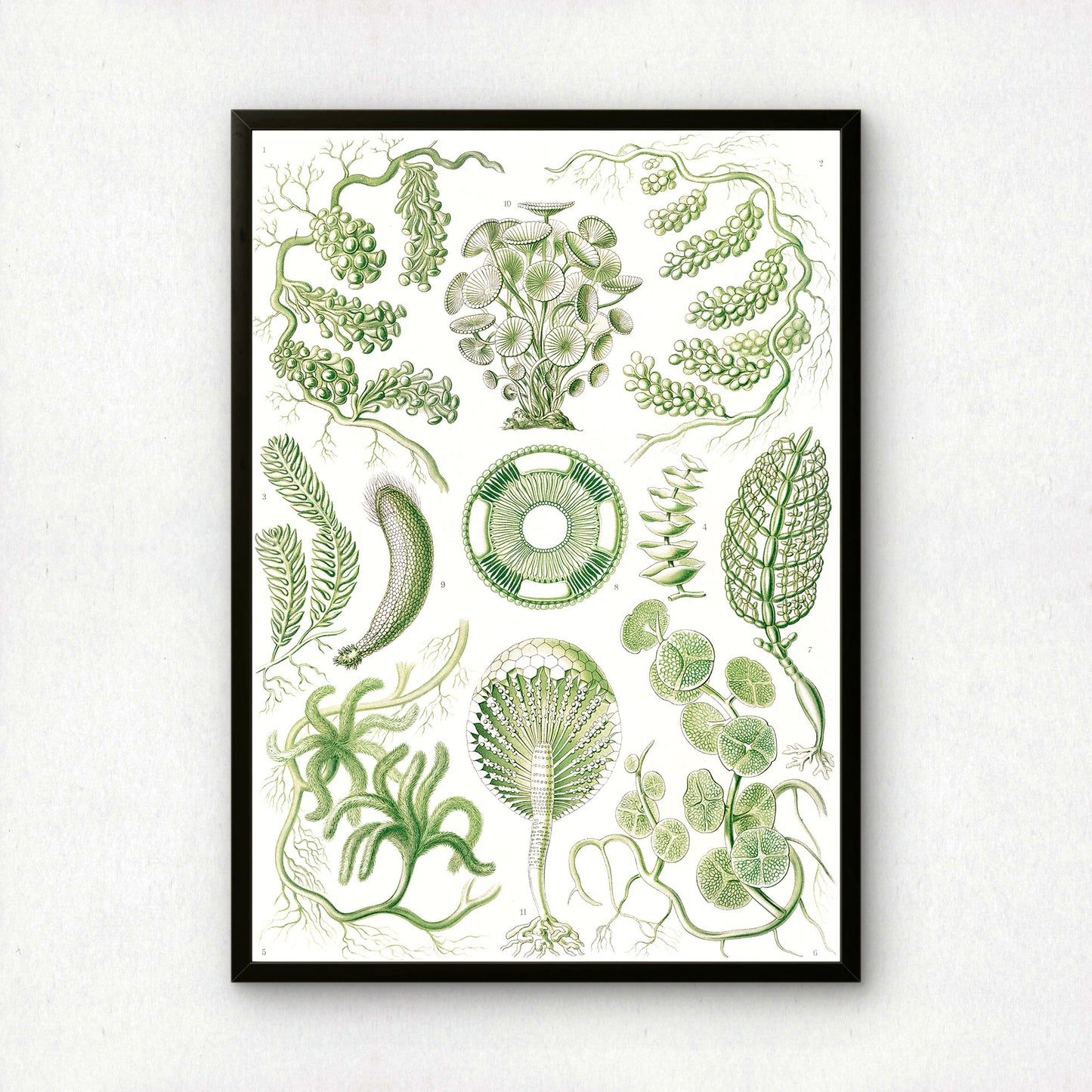 Ernst Haeckel Art Print | Plate 64: Caulerpa | Quality Vintage Wall Art Poster
