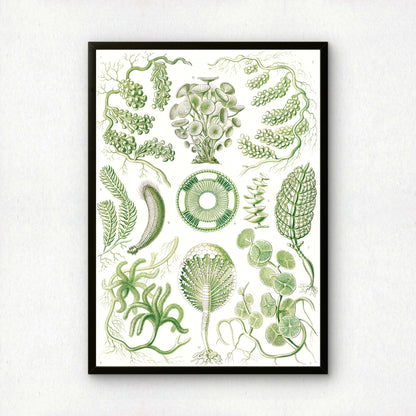 Ernst Haeckel Art Print | Plate 64: Caulerpa | Quality Vintage Wall Art Poster
