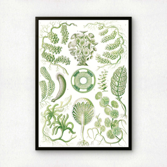 Ernst Haeckel Art Print | Plate 64: Caulerpa | Quality Vintage Wall Art Poster