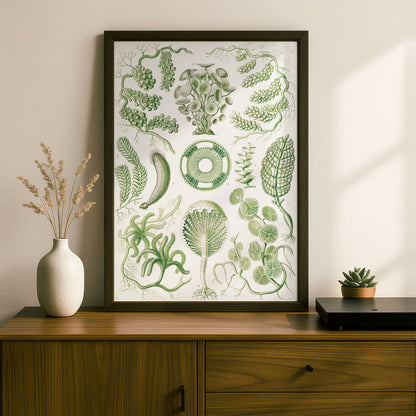 Ernst Haeckel Art Print | Plate 64: Caulerpa | Quality Vintage Wall Art Poster
