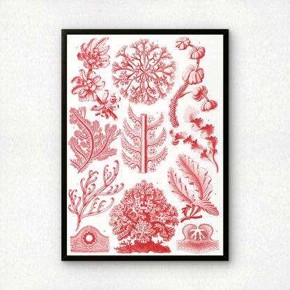 Ernst Haeckel Art Print | Plate 65: Delesseria | Quality Vintage Wall Art Poster