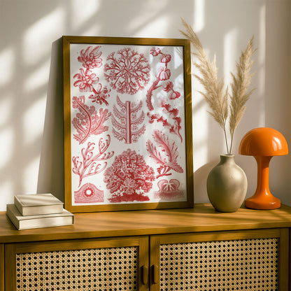 Ernst Haeckel Art Print | Plate 65: Delesseria | Quality Vintage Wall Art Poster