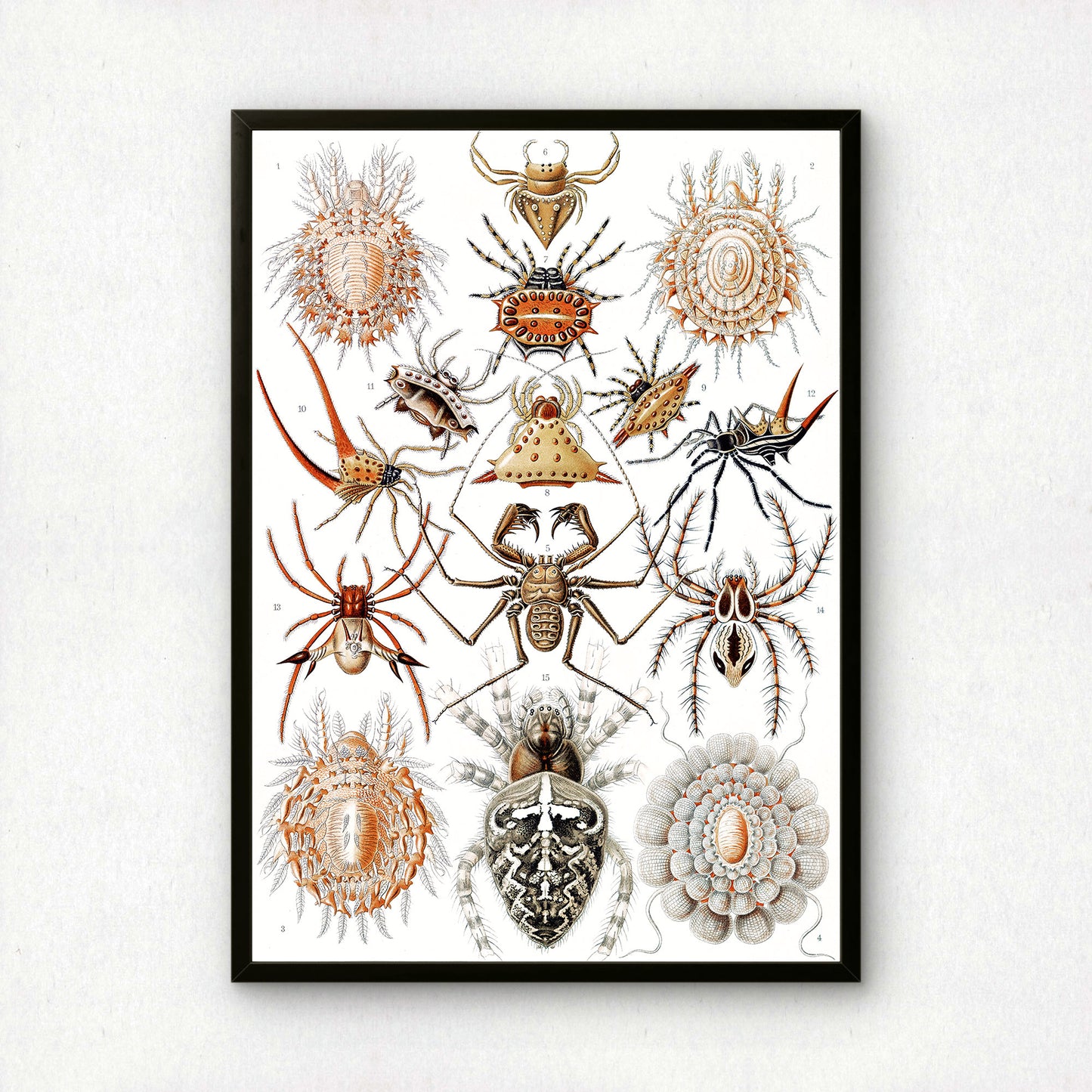 Ernst Haeckel Art Print | Plate 66: Epeira | Quality Vintage Wall Art Poster