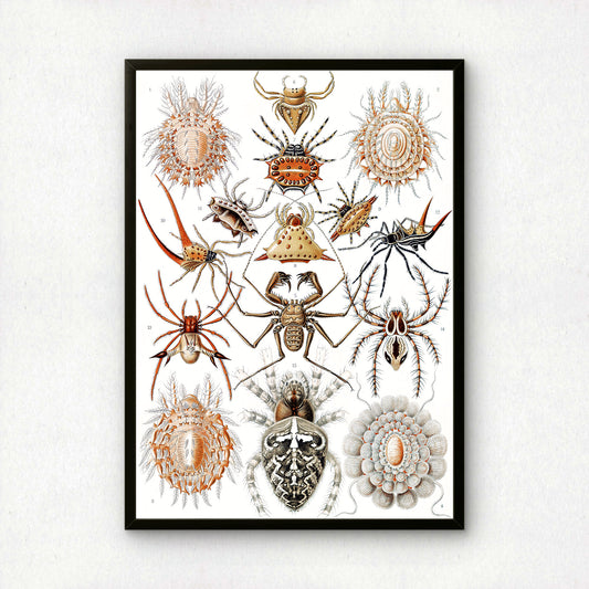 Ernst Haeckel Art Print | Plate 66: Epeira | Quality Vintage Wall Art Poster