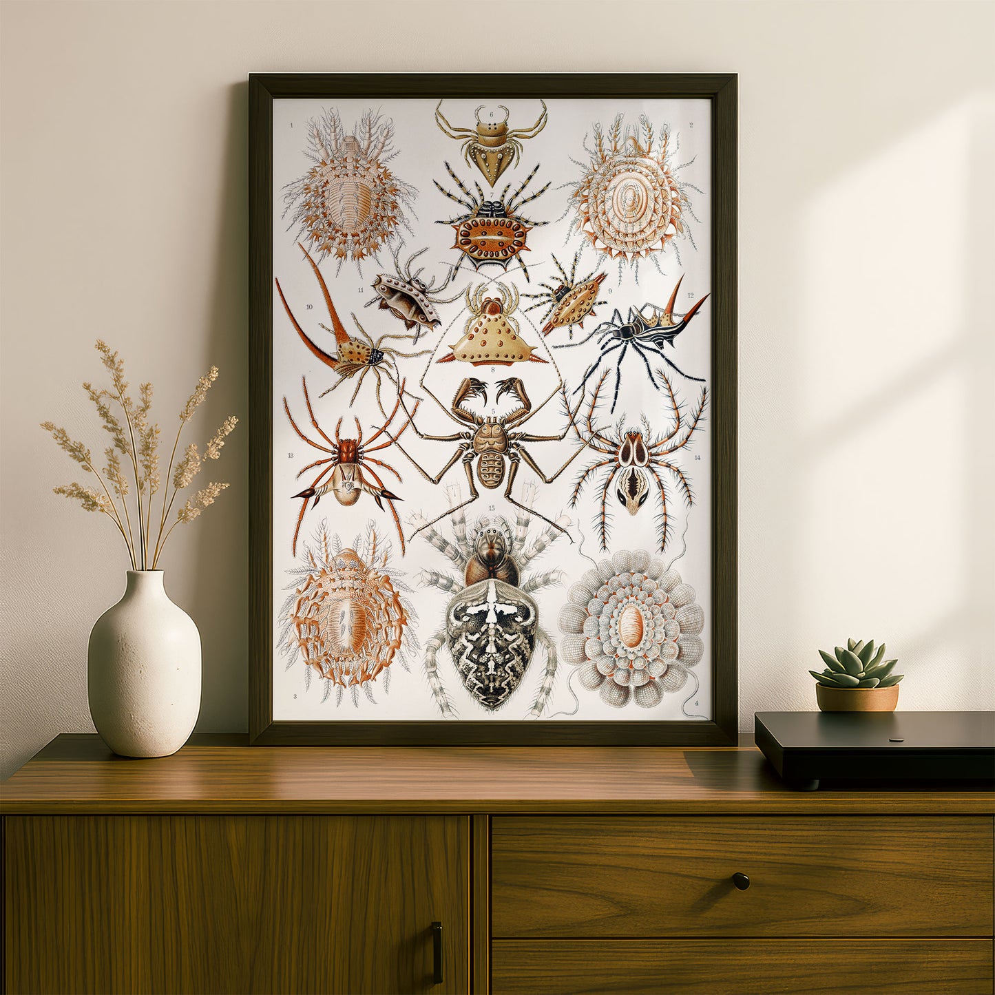 Ernst Haeckel Art Print | Plate 66: Epeira | Quality Vintage Wall Art Poster