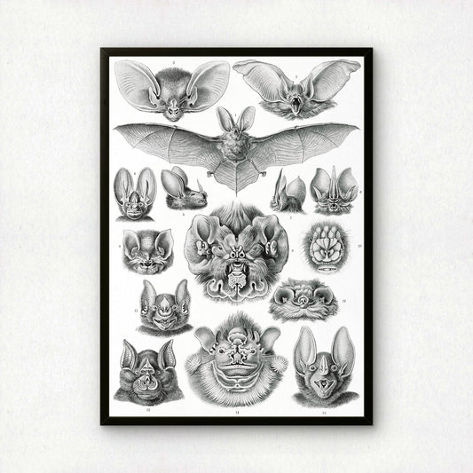 Ernst Haeckel Art Print | Plate 67: Vampyrus | Quality Vintage Wall Art Poster