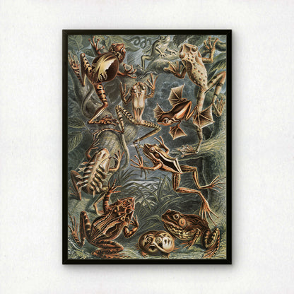 Ernst Haeckel Art Print | Plate 68: Hyla | Quality Vintage Wall Art Poster