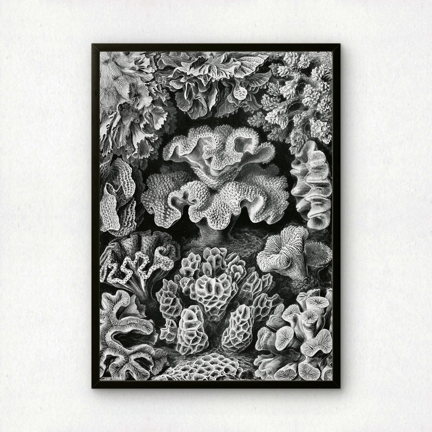 Ernst Haeckel Art Print | Plate 69: Turbinaria | Vintage Wall Art Poster