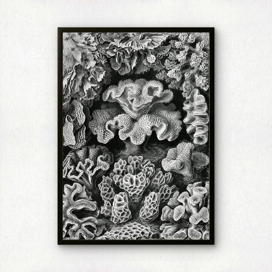 Ernst Haeckel Art Print | Plate 69: Turbinaria | Vintage Wall Art Poster