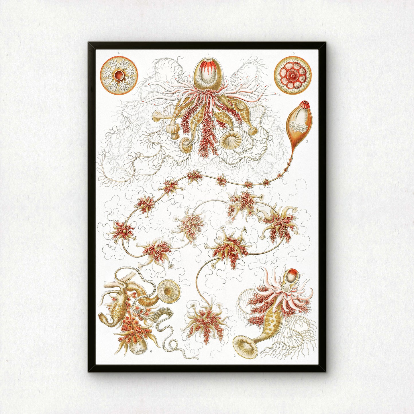 Ernst Haeckel Art Print | Plate 7: Epibulia | Quality Vintage Wall Art Poster