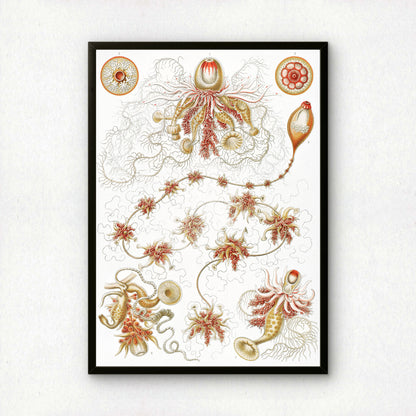 Ernst Haeckel Art Print | Plate 7: Epibulia | Quality Vintage Wall Art Poster