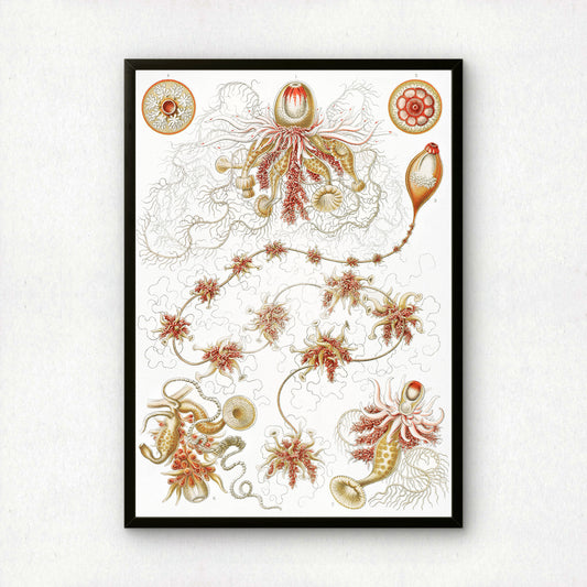 Ernst Haeckel Art Print | Plate 7: Epibulia | Quality Vintage Wall Art Poster