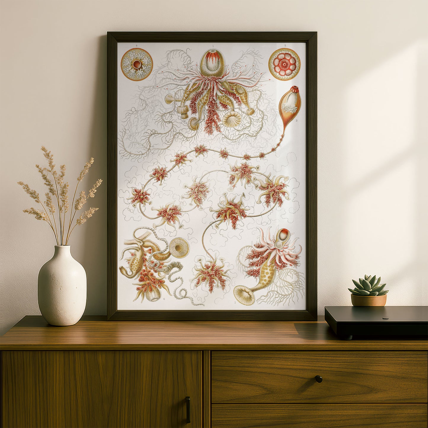 Ernst Haeckel Art Print | Plate 7: Epibulia | Quality Vintage Wall Art Poster