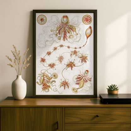 Ernst Haeckel Art Print | Plate 7: Epibulia | Quality Vintage Wall Art Poster