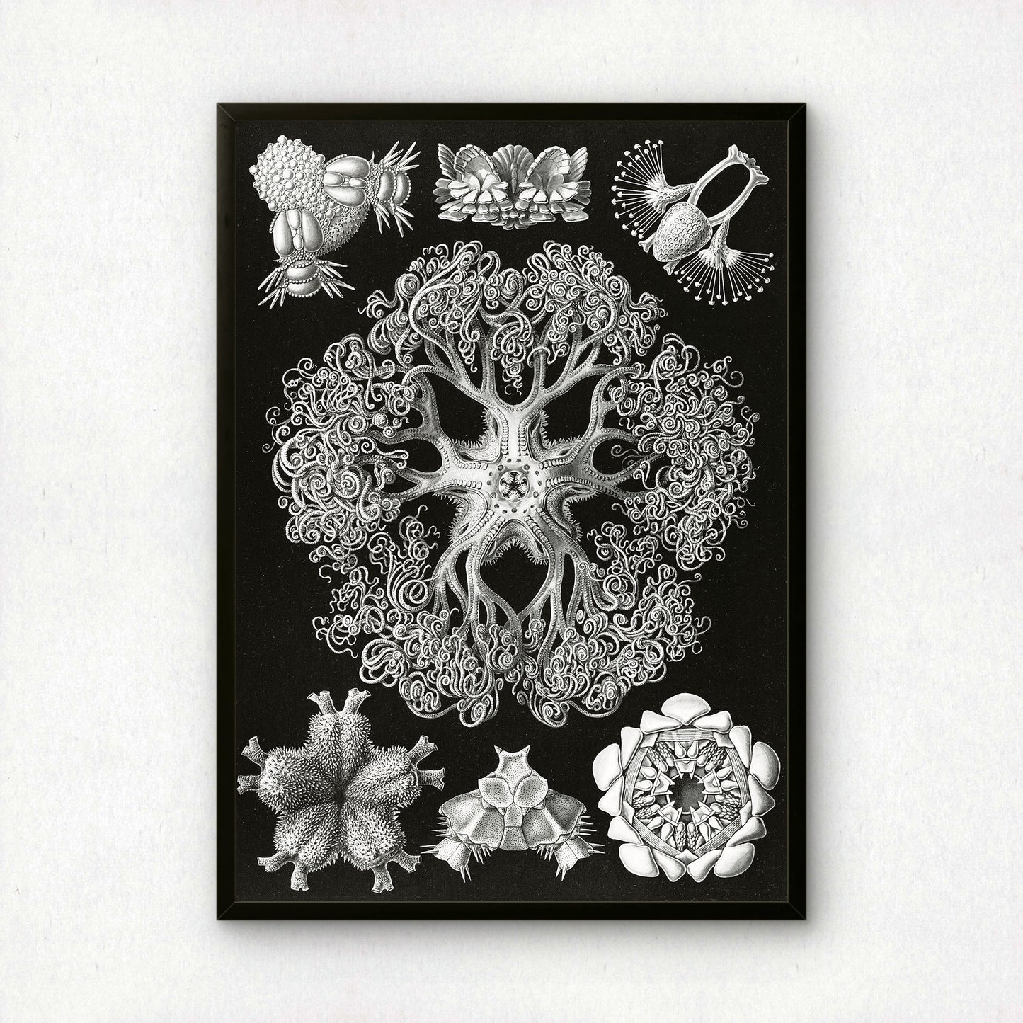 Ernst Haeckel Art Print | Plate 70: Astrophyton | Vintage Wall Art Poster