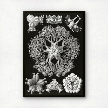 Ernst Haeckel Art Print | Plate 70: Astrophyton | Vintage Wall Art Poster