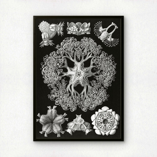 Ernst Haeckel Art Print | Plate 70: Astrophyton | Vintage Wall Art Poster