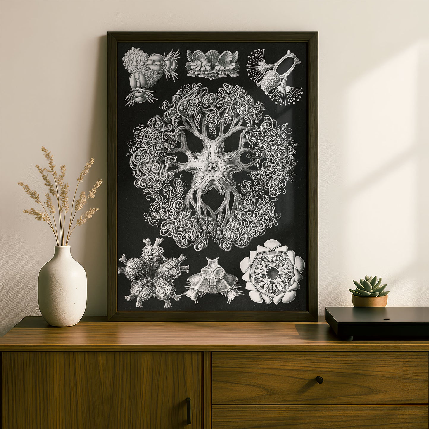 Ernst Haeckel Art Print | Plate 70: Astrophyton | Vintage Wall Art Poster