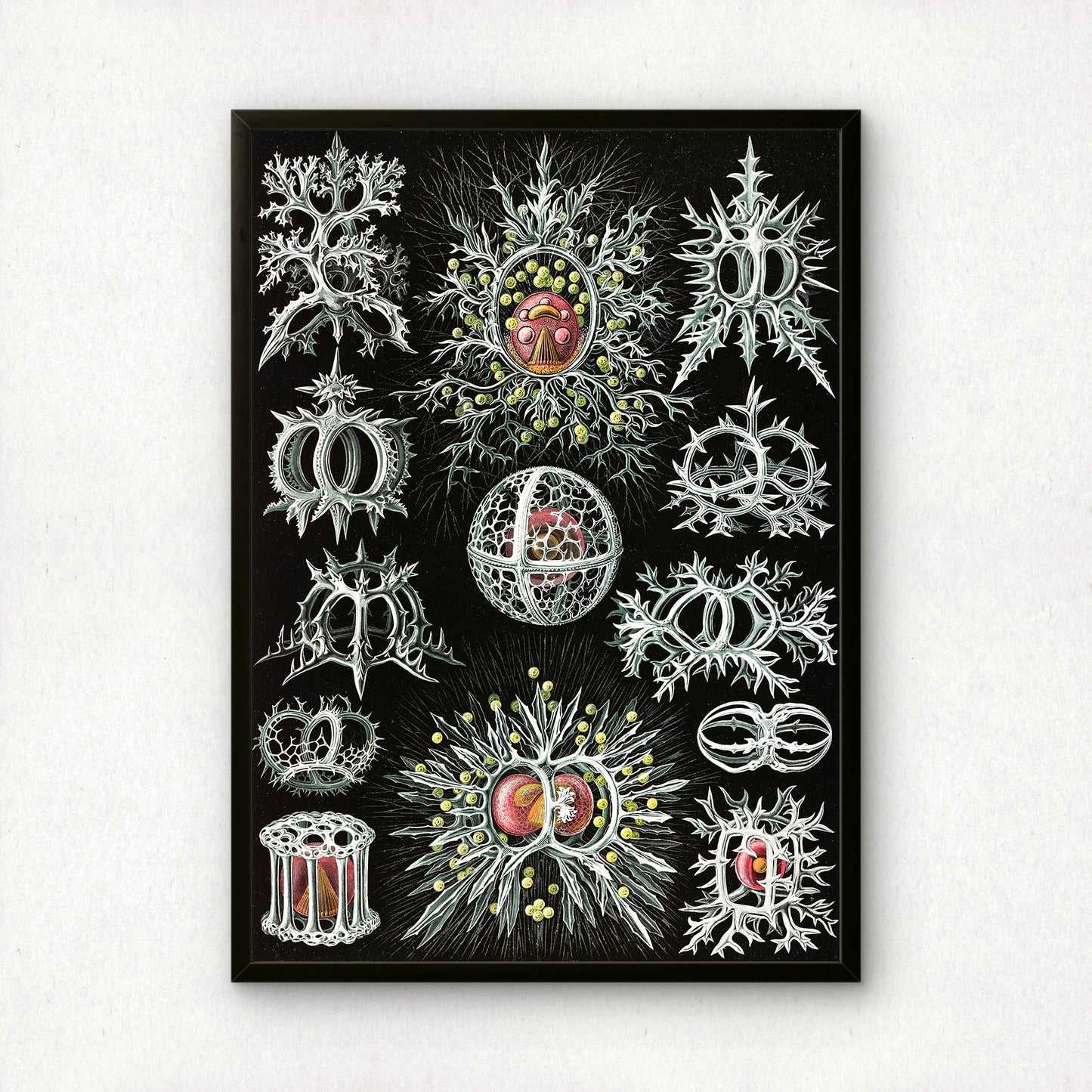 Ernst Haeckel Art Print | Plate 71: Tympanidium | Vintage Wall Art Poster