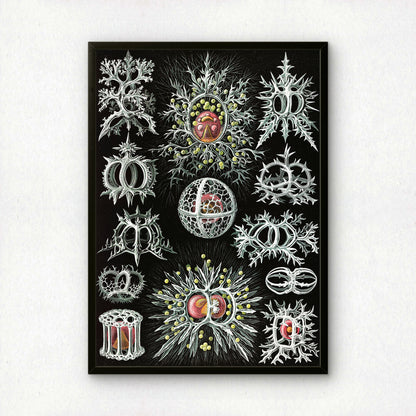 Ernst Haeckel Art Print | Plate 71: Tympanidium | Vintage Wall Art Poster