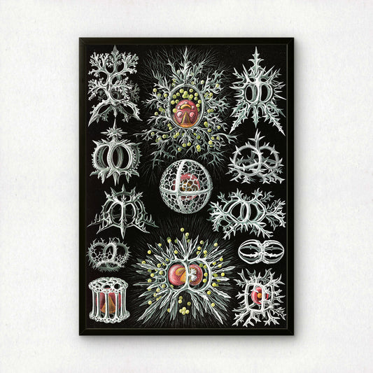 Ernst Haeckel Art Print | Plate 71: Tympanidium | Vintage Wall Art Poster