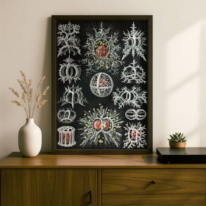 Ernst Haeckel Art Print | Plate 71: Tympanidium | Vintage Wall Art Poster