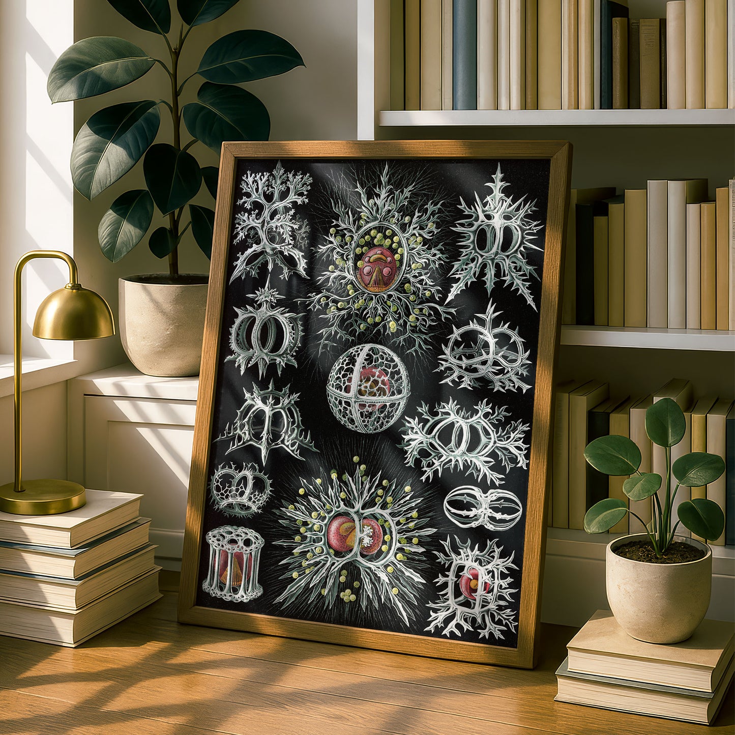 Ernst Haeckel Art Print | Plate 71: Tympanidium | Vintage Wall Art Poster