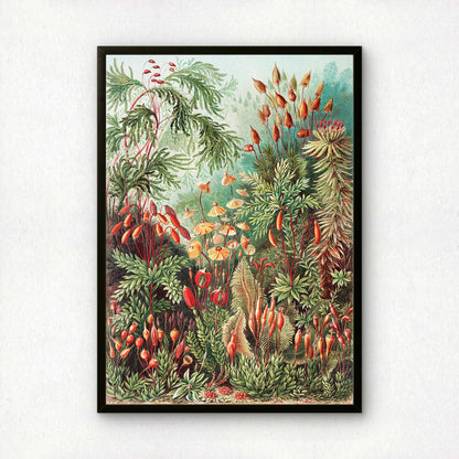 Ernst Haeckel Art Print | Plate 72: Polytrichum | Vintage Wall Art Poster