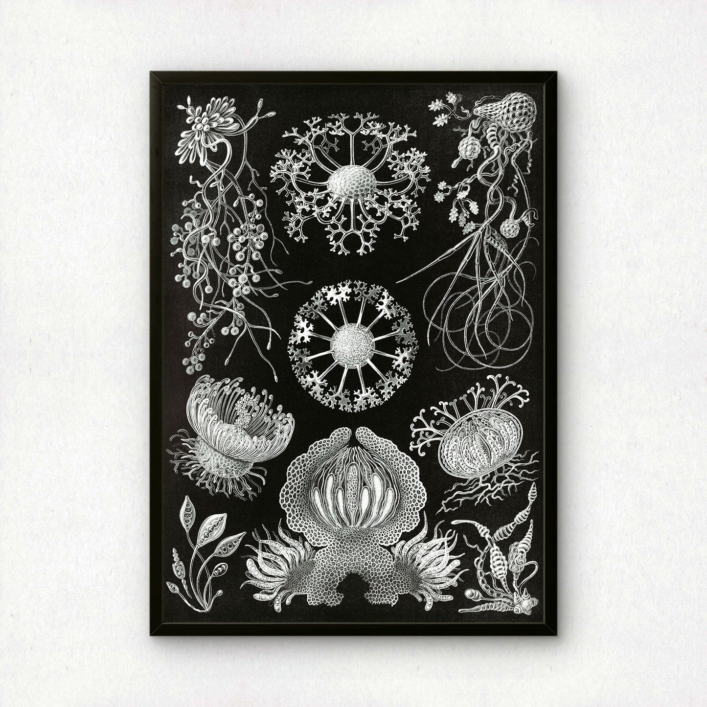 Ernst Haeckel Art Print | Plate 74: Cypripedium | Vintage Wall Art Poster