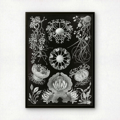 Ernst Haeckel Art Print | Plate 74: Cypripedium | Vintage Wall Art Poster