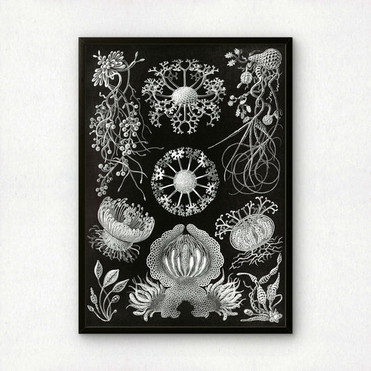 Ernst Haeckel Art Print | Plate 74: Cypripedium | Vintage Wall Art Poster