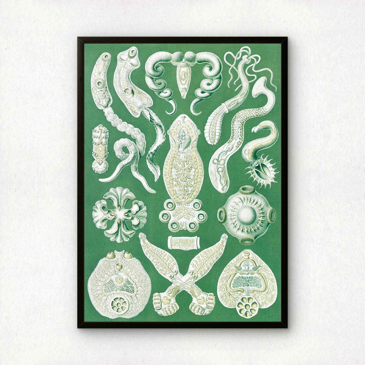 Ernst Haeckel Art Print | Plate 75: Diplozoon | Vintage Wall Art Poster