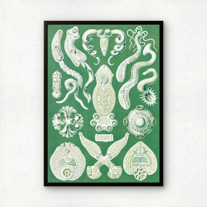 Ernst Haeckel Art Print | Plate 75: Diplozoon | Vintage Wall Art Poster