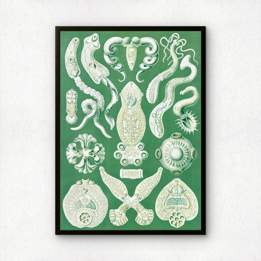 Ernst Haeckel Art Print | Plate 75: Diplozoon | Vintage Wall Art Poster