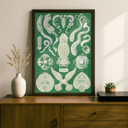 Ernst Haeckel Art Print | Plate 75: Diplozoon | Vintage Wall Art Poster