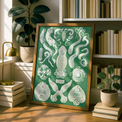 Ernst Haeckel Art Print | Plate 75: Diplozoon | Vintage Wall Art Poster